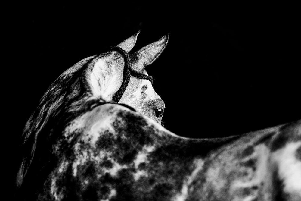 Seraphina — black and white photograph by Vanessa Taylor