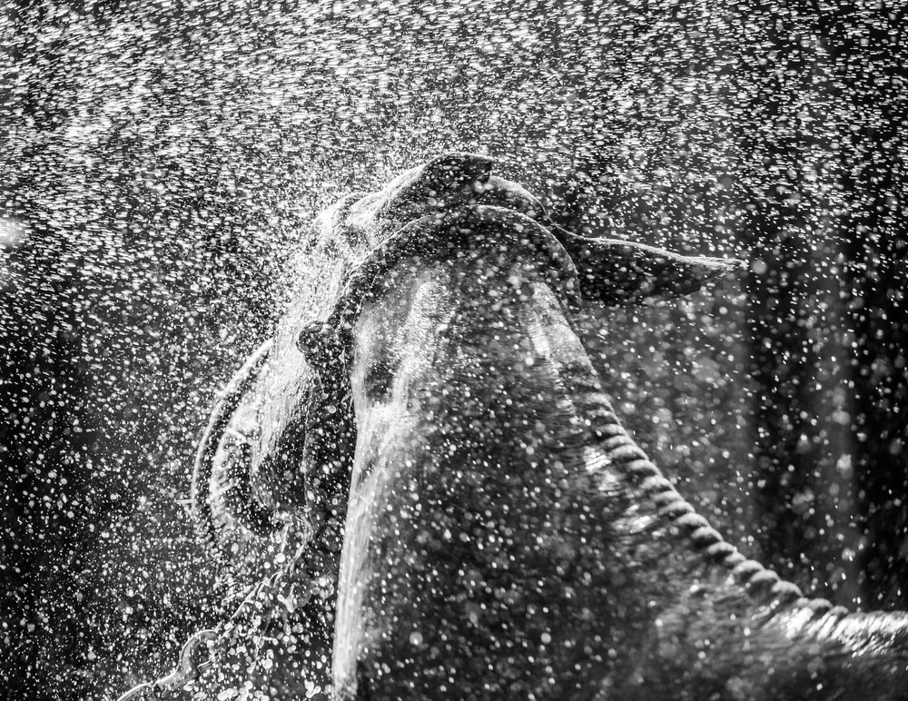 Polo Pony Spray — black and white photograph by Vanessa Taylor