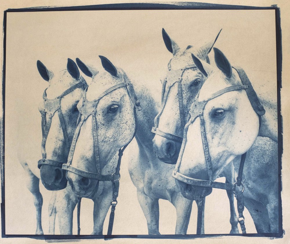 Assetts — cyanotype toned with yerba maté photograph by Vanessa Taylor