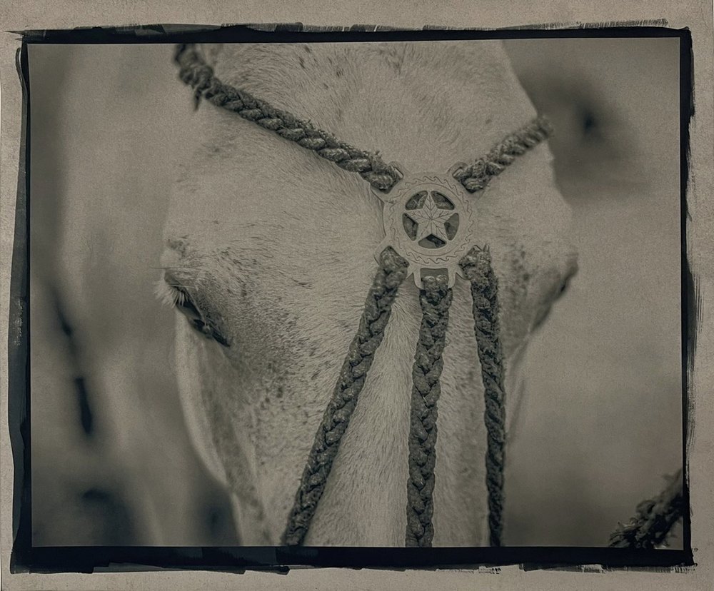 Bartolita — cyanotype toned with yerba maté photograph by Vanessa Taylor