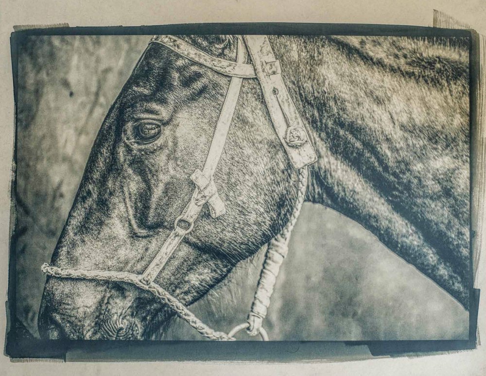 Bozal — cyanotype toned with yerba maté photograph by Vanessa Taylor