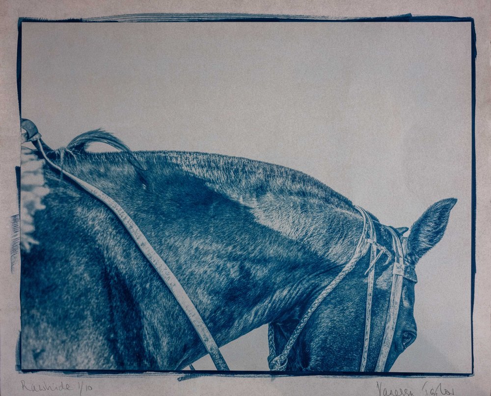Rawhide — cyanotype toned with yerba maté photograph by Vanessa Taylor