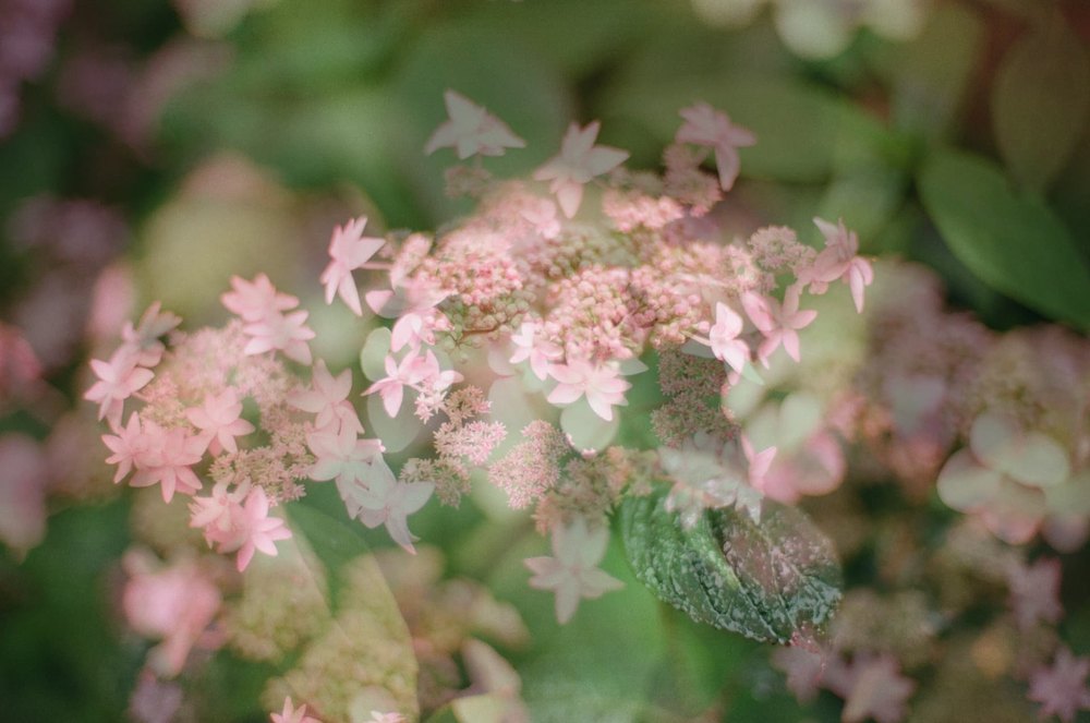 Hydrangea Tiara — flower photograph by Vanessa Taylor