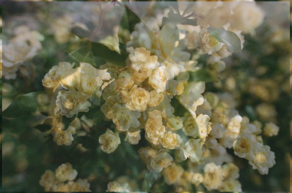 Banksia Rose — flower photograph by Vanessa Taylor