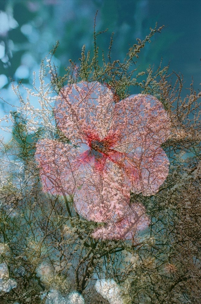 Blossom I — flower photograph by Vanessa Taylor