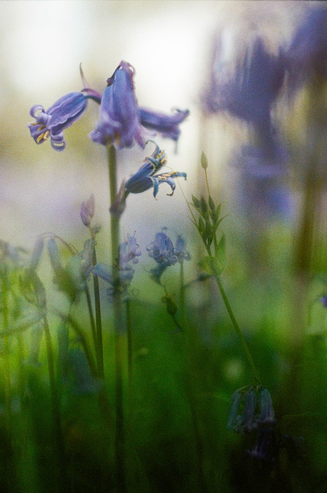Bluebells — flower photograph by Vanessa Taylor