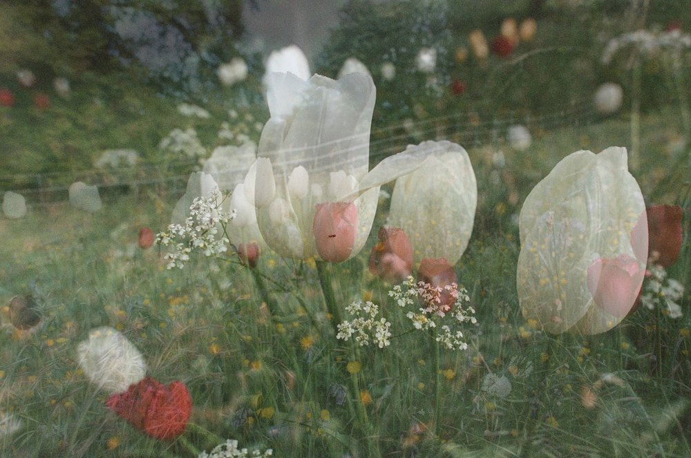 Tulips I — flower photograph by Vanessa Taylor
