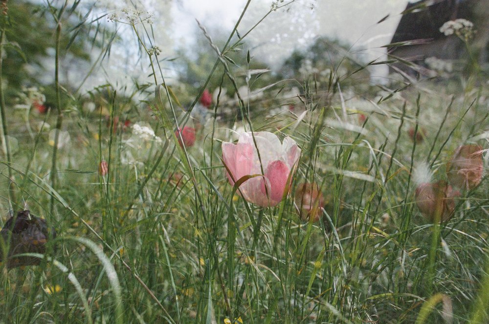 Tulips II — flower photograph by Vanessa Taylor
