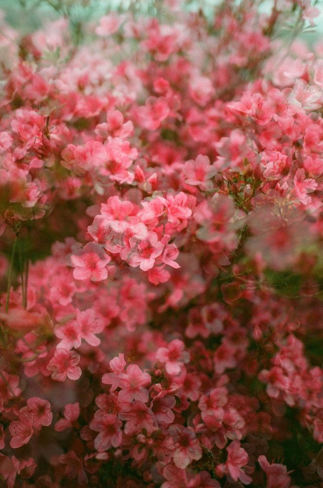 Blossom II — flower photograph by Vanessa Taylor