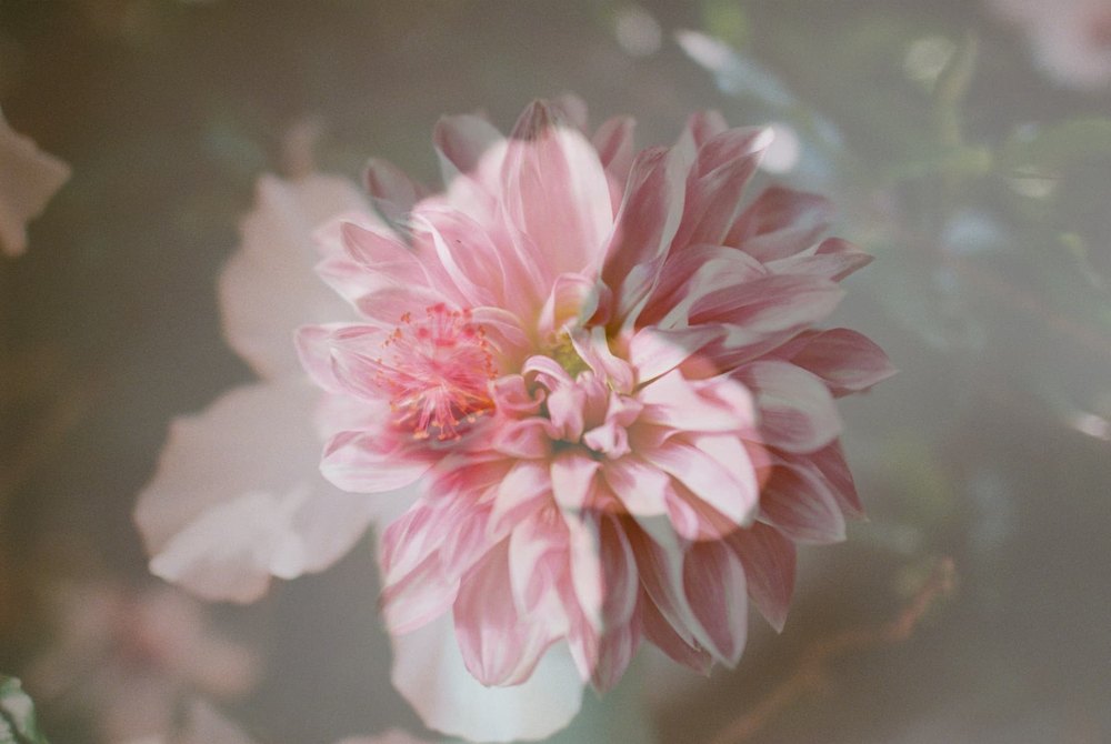 Dahlia — flower photograph by Vanessa Taylor