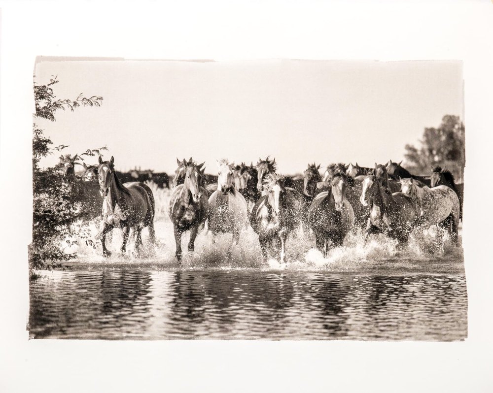 Gratitude — platinum palladium photograph by Vanessa Taylor
