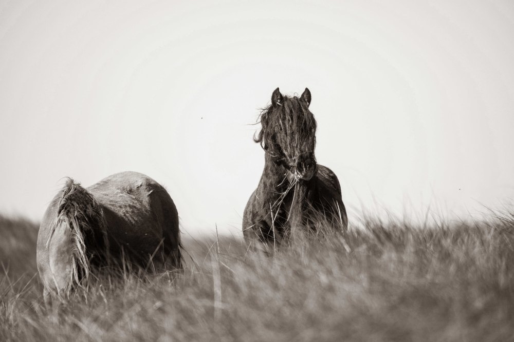 Sable Island #8 — Sable Island photograph by Vanessa Taylor