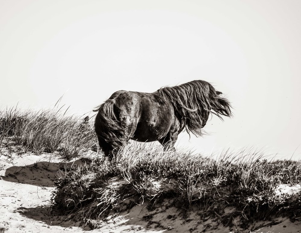 Sable Island #9 — Sable Island photograph by Vanessa Taylor