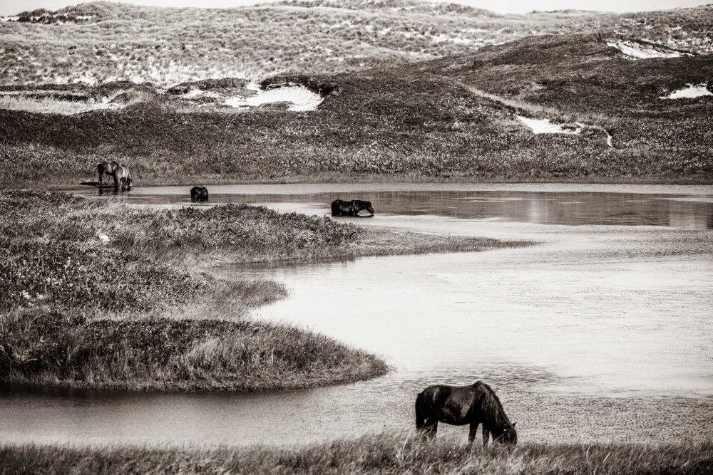 Sable Island #10 — Sable Island photograph by Vanessa Taylor