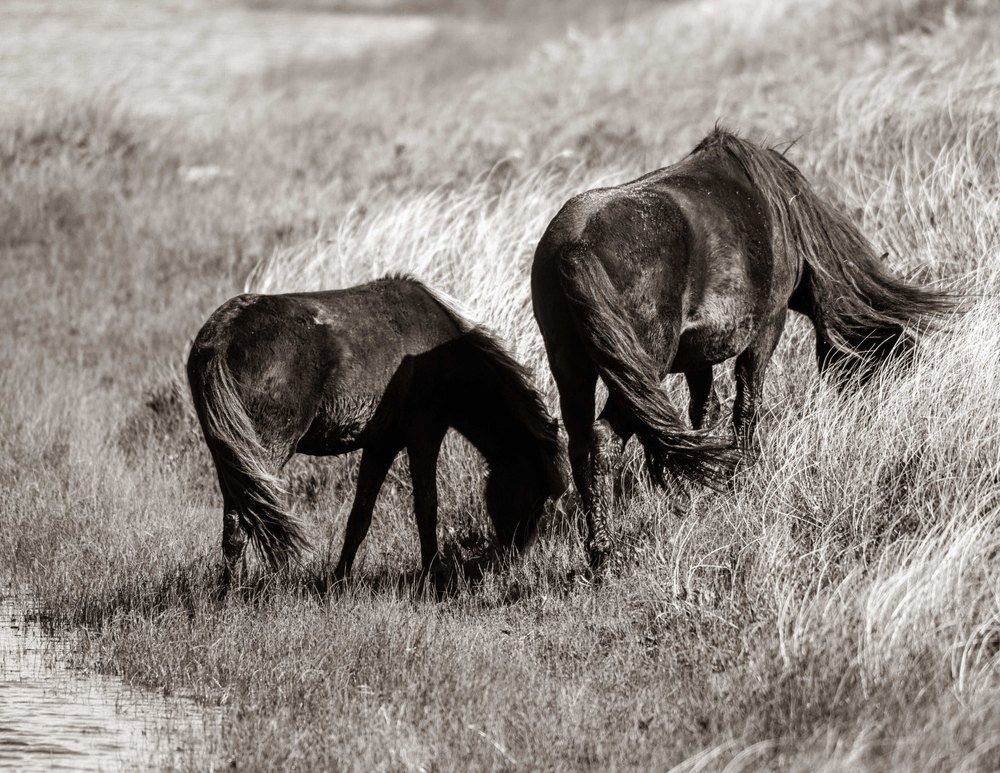 Sable Island #11 — Sable Island photograph by Vanessa Taylor