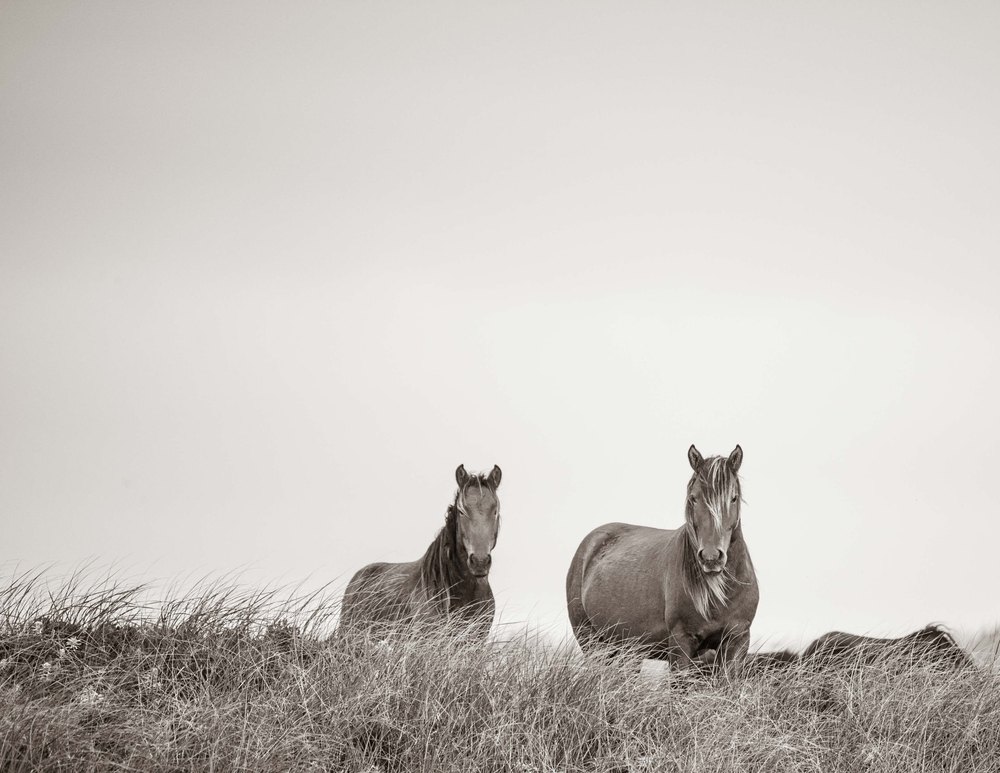 Sable Island #5 — Sable Island photograph by Vanessa Taylor