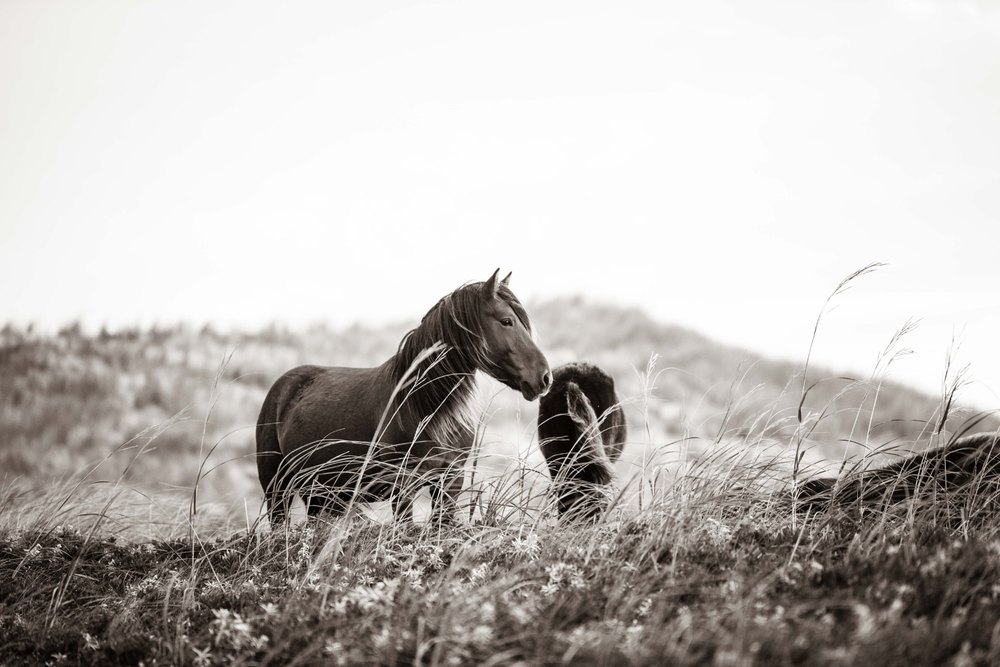 Sable Island #6 — Sable Island photograph by Vanessa Taylor