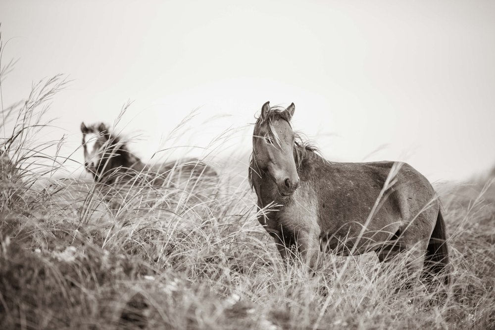 Sable Island #7 — Sable Island photograph by Vanessa Taylor