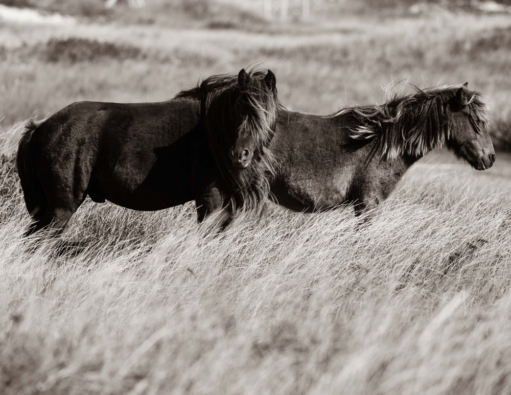 Sable Island #1 — Sable Island photograph by Vanessa Taylor
