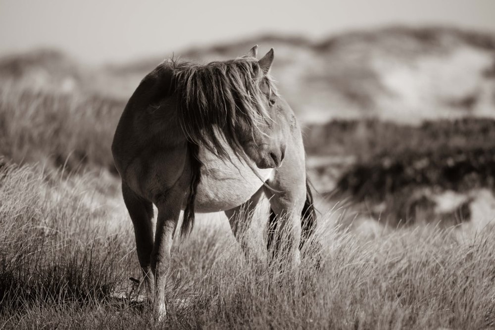 Sable Island #2 — Sable Island photograph by Vanessa Taylor