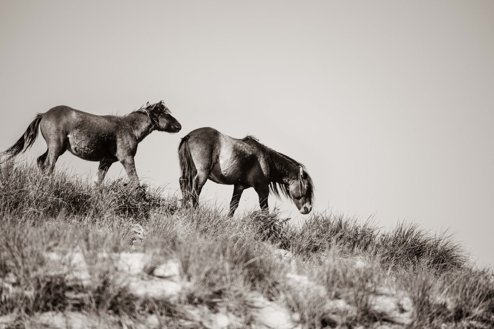Sable Island #3 — Sable Island photograph by Vanessa Taylor