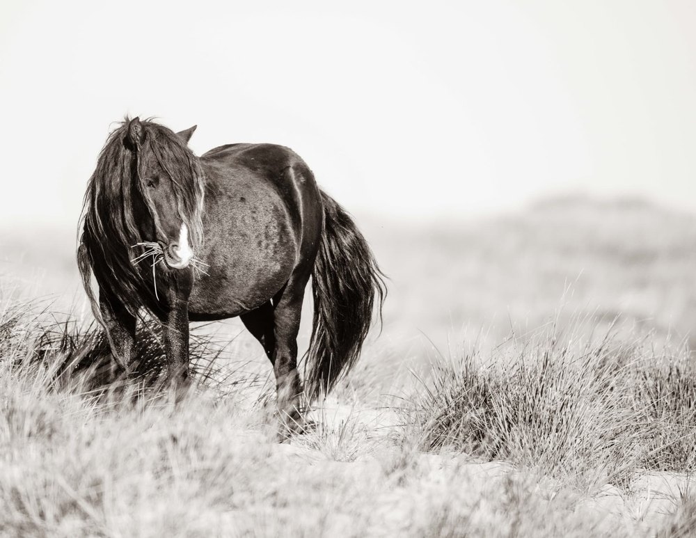 Sable Island #4 — Sable Island photograph by Vanessa Taylor